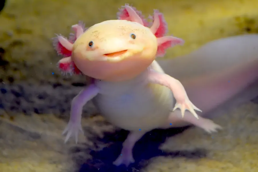 Axolotl-Salamander-Most-unusual-animals-in-the-world