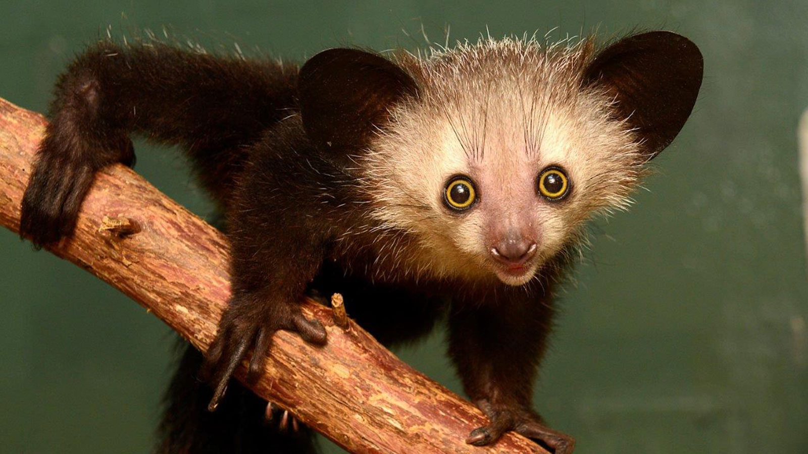 Aye-Aye-Top-10-Most-Unusual-Animals