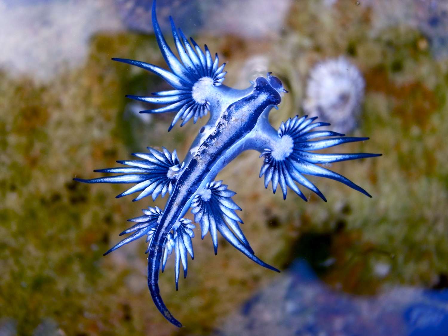 Blue-Dragon-Glaucus-Atlanticus-One-of-the-most-rare-and-unusual-spieces