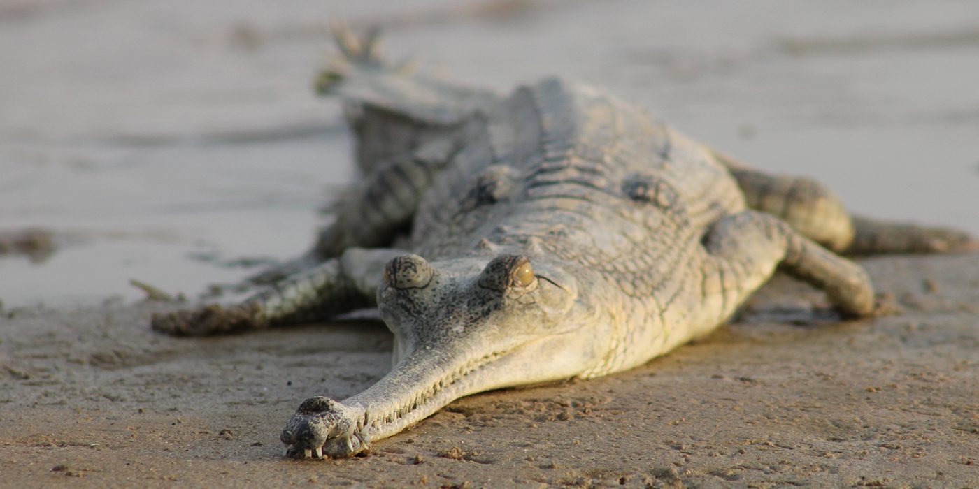 Charial-Crocodile-Most-unusual-animals-on-earth