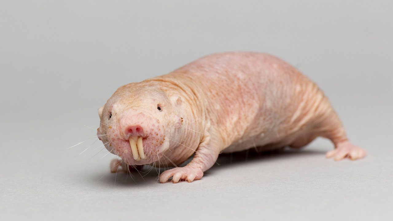 Naked-Mole-Rat-Top-10-Most-unusual-animals-in-the-world