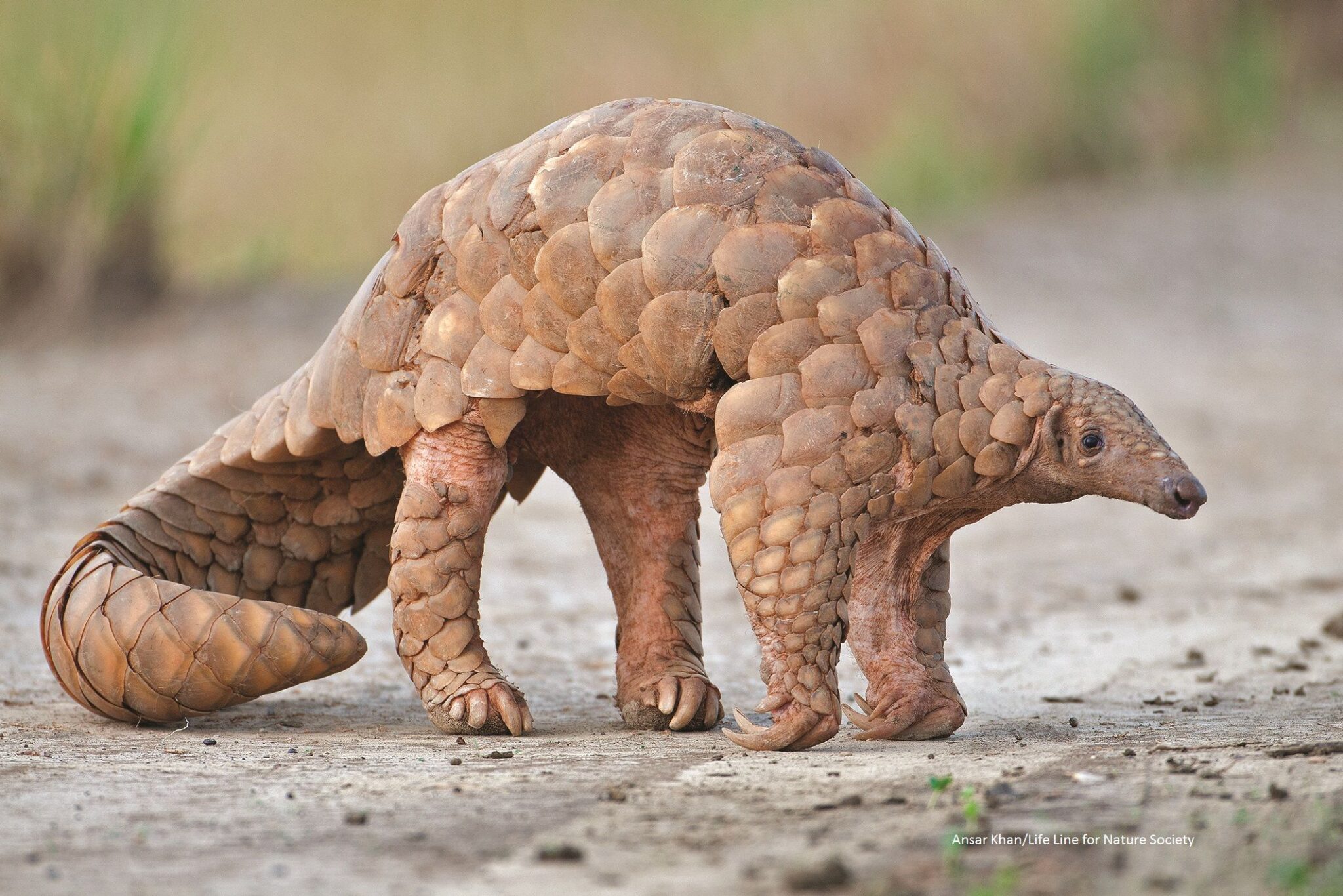 Pangolin-Rare-animals-of-the-planet