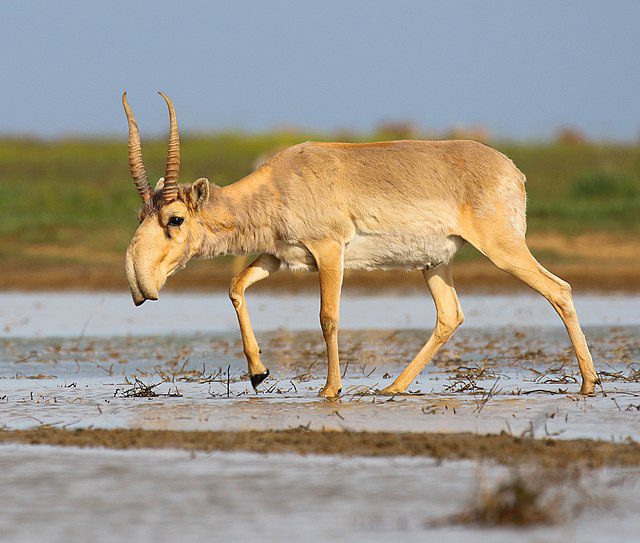 Saiga-Antelope-On-of-the-planets-most-unusual-animals