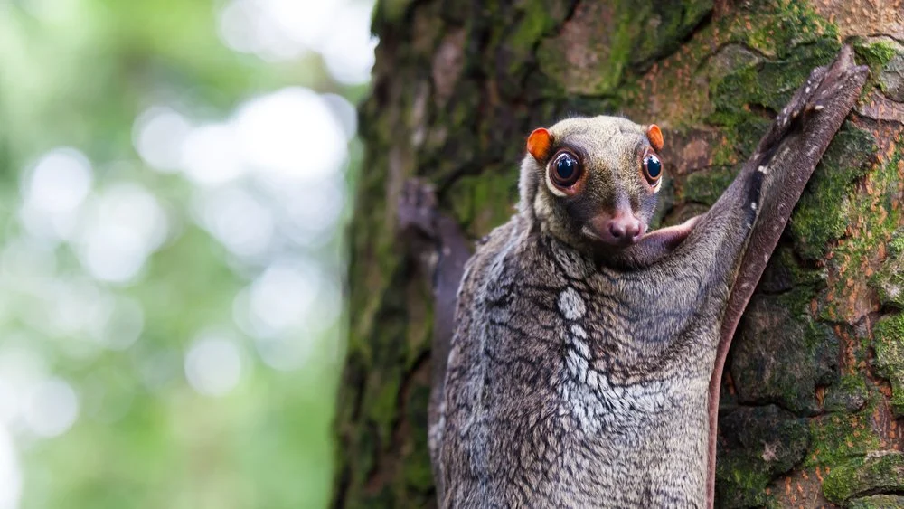 Sunda-Colugo-the-flying-lemur-Top-10-Most-unusual-animals