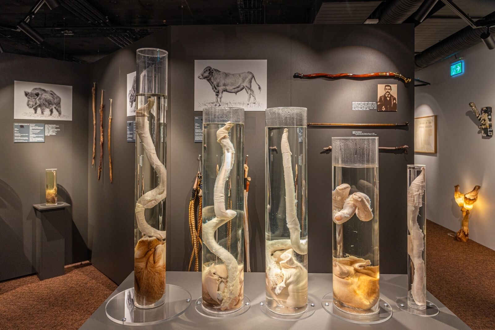 penis-museum-specimens-Iceland-Phallological-Museum-Most-Unusual-Museums-in-the-World