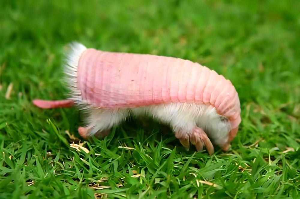 pink-fairy-armadillo-one-of-the-worlds-most-unusual-animals